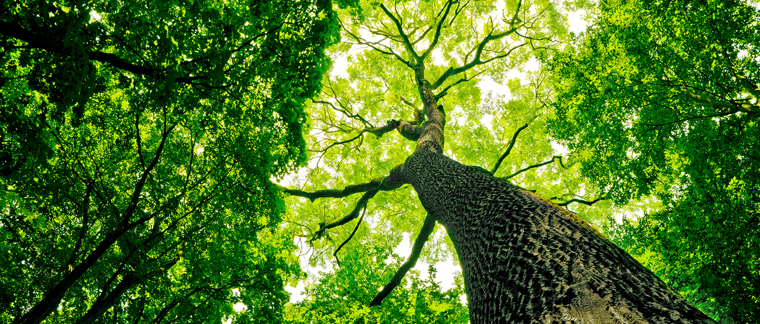 Sustainability