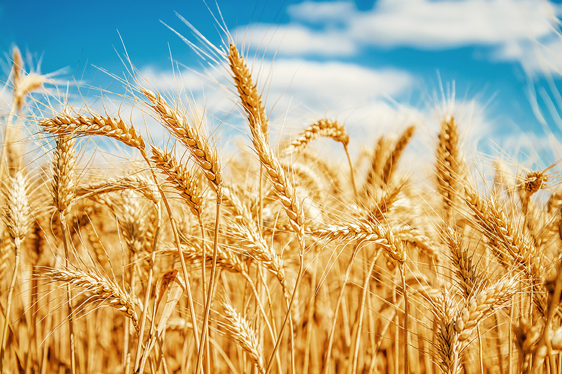 grain handling