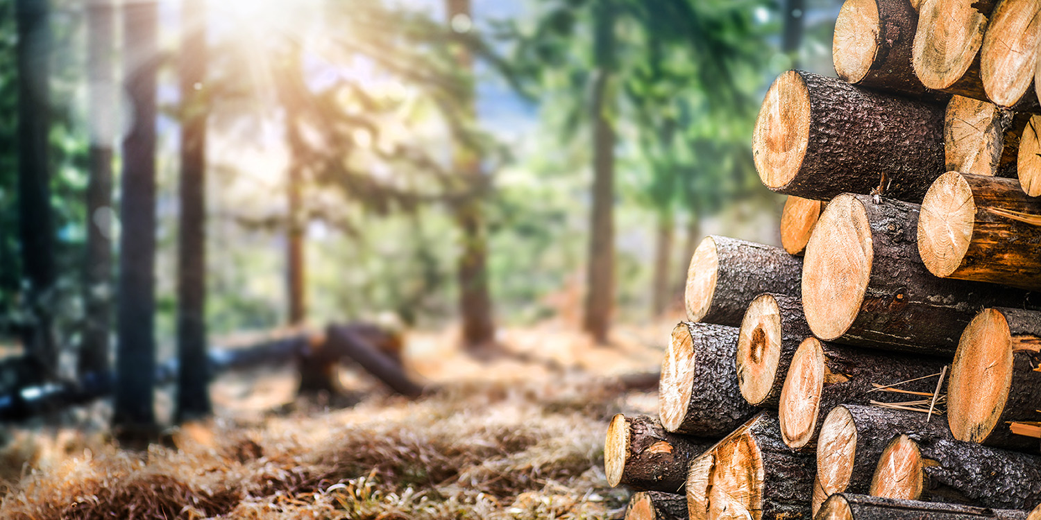 Woodlogs