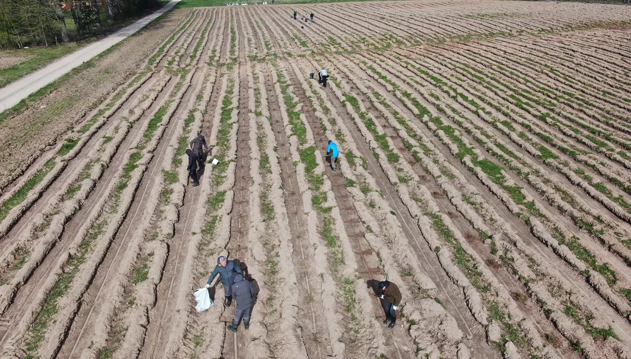 field with people planting trees, taken from a birds eye view