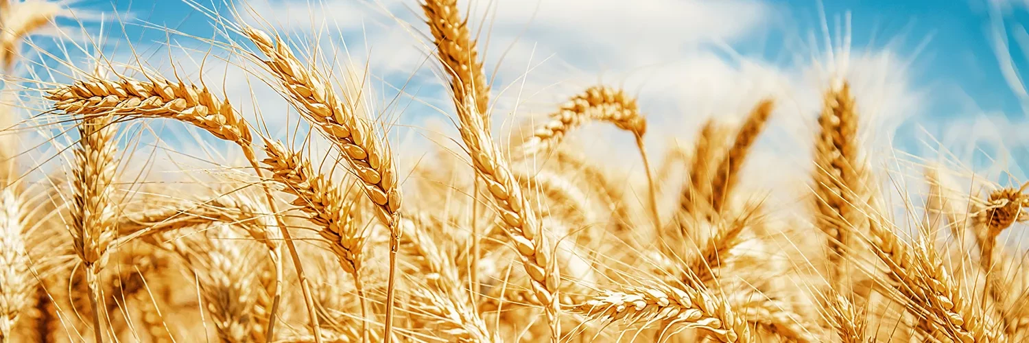 wheat