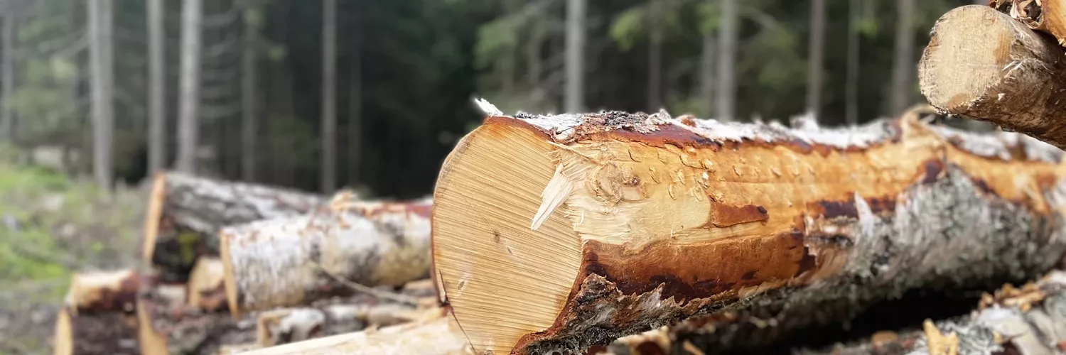 Wood logs forest