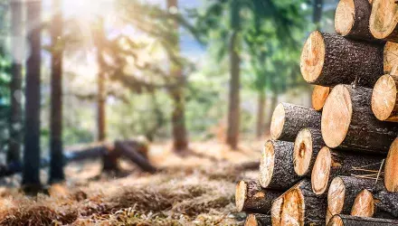 Wood