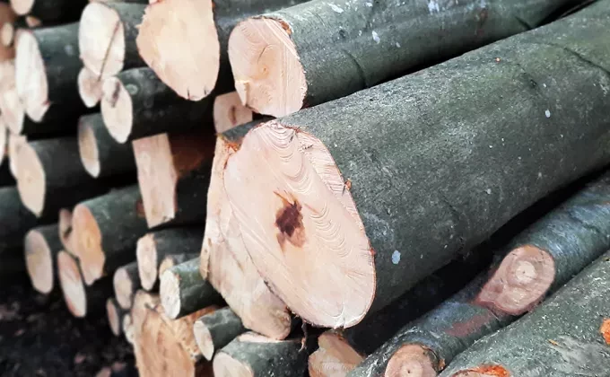 wood logs