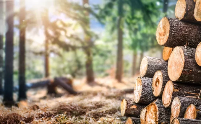 wood logs forest