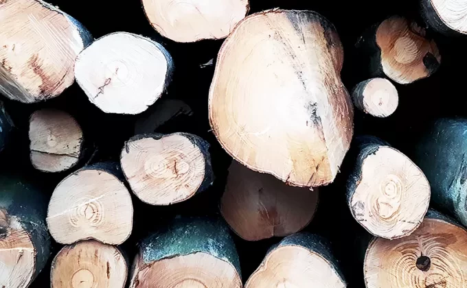 wood logs